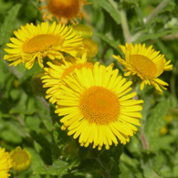 Wildflower Common Fleabane